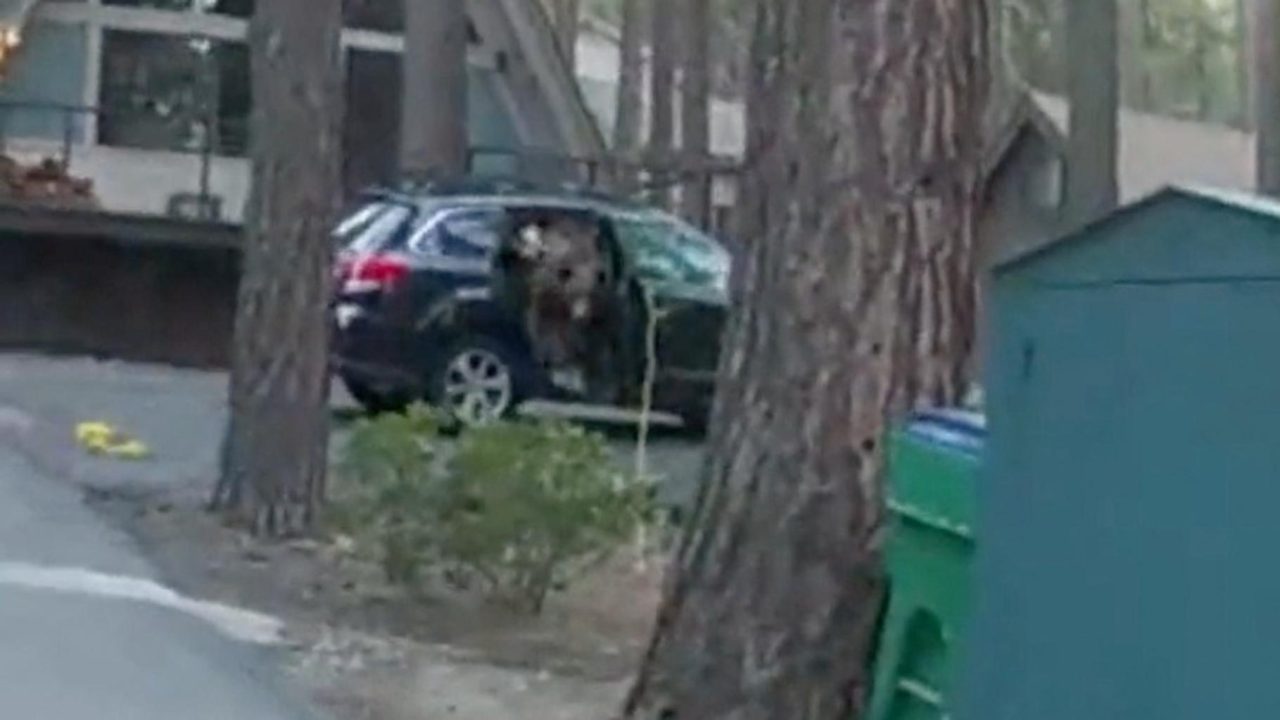 des américains déguisés en ours vandalisent une voiture dans une tentative frauduleuse d'obtenir une indemnisation d'assurance.