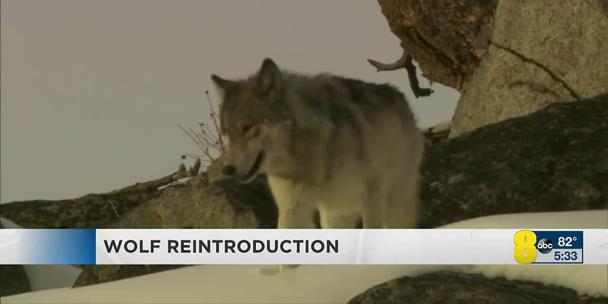 découvrez l'impact de la disparition des zones à faibles émissions (zfe) sur les conducteurs : changements, avantages et conséquences pour la mobilité urbaine.